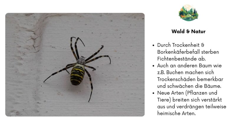 Wald & Natur Eine gelb-schwarz gemusterte Spinne sitzt auf einer hellen, leicht rissigen Wandfläche. Daneben wird erklärt, dass durch Trockenheit und Borkenkäferbefall Fichtenbestände absterben. Auch andere Baumarten wie Buchen zeigen zunehmende Trockenschäden. Zudem breiten sich neue Pflanzen- und Tierarten stärker aus und verdrängen teilweise heimische Arten.
