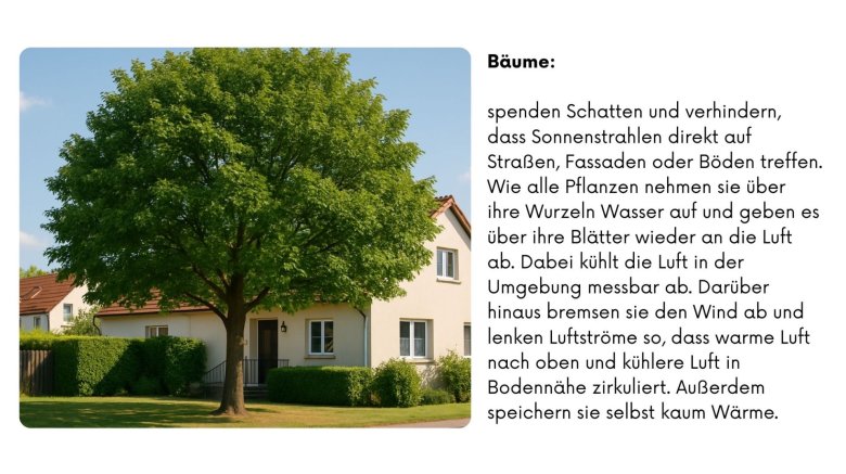 Ein großes, dicht belaubtes Laubbaum-Exemplar steht vor einem Wohnhaus mit gepflegtem Garten. Der Text erklärt, dass Bäume Schatten spenden und verhindern, dass Sonnenstrahlen auf Straßen, Fassaden oder Böden treffen. Sie nehmen Wasser über die Wurzeln auf und geben es über die Blätter an die Luft ab, was messbar kühlt. Bäume bremsen Wind, lenken Luftströme und speichern selbst kaum Wärme.