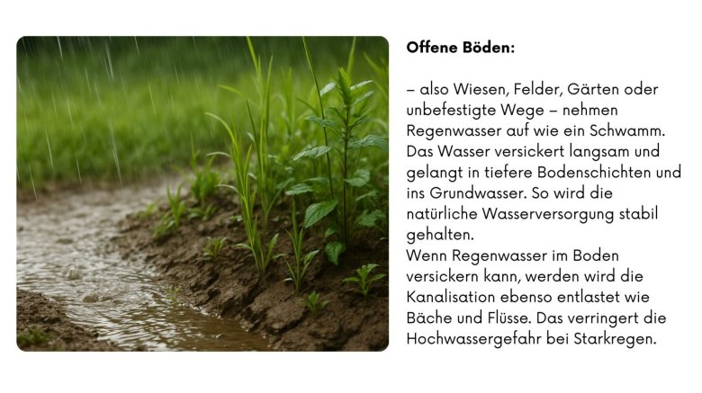 Regen fällt auf eine unbefestigte Bodenfläche, in der kleine Pflanzen wachsen; Wasser versickert in den Boden. Der Text beschreibt, dass offene Böden wie Wiesen, Felder oder Gärten Regenwasser wie ein Schwamm aufnehmen. Das Wasser versickert langsam, stabilisiert die Grundwasserversorgung und entlastet Kanalisation sowie Gewässer – was die Hochwassergefahr bei Starkregen reduziert.
