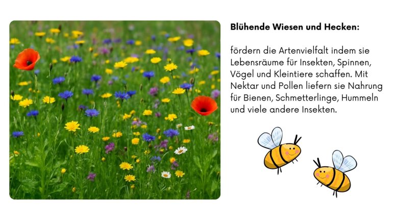 Eine bunte Blumenwiese mit Mohnblumen, Kornblumen, gelben und weißen Blüten; daneben zwei gezeichnete Bienen. Der Text erklärt, dass blühende Wiesen und Hecken die Artenvielfalt fördern, indem sie Lebensräume für Insekten, Spinnen, Vögel und Kleintiere schaffen. Nektar und Pollen bieten Nahrung für Bienen, Schmetterlinge, Hummeln und andere Insekten.